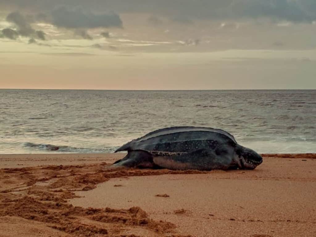 Schildpaddentour in de avond (Suriname)