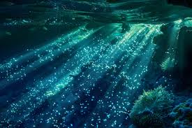 Buceo nocturno - Ostracode (Bonaire)