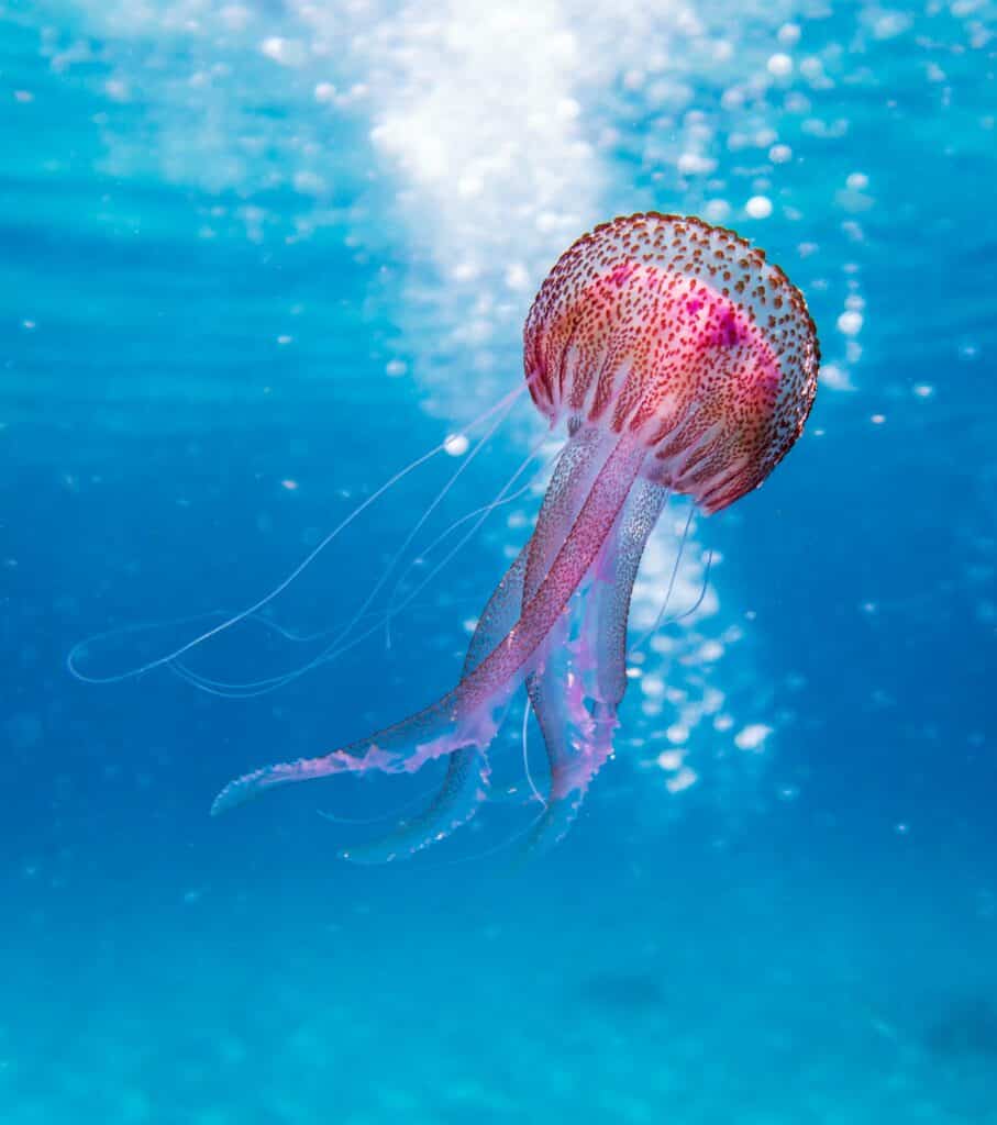 Introducción a la Fotografía Submarina (Bonaire)