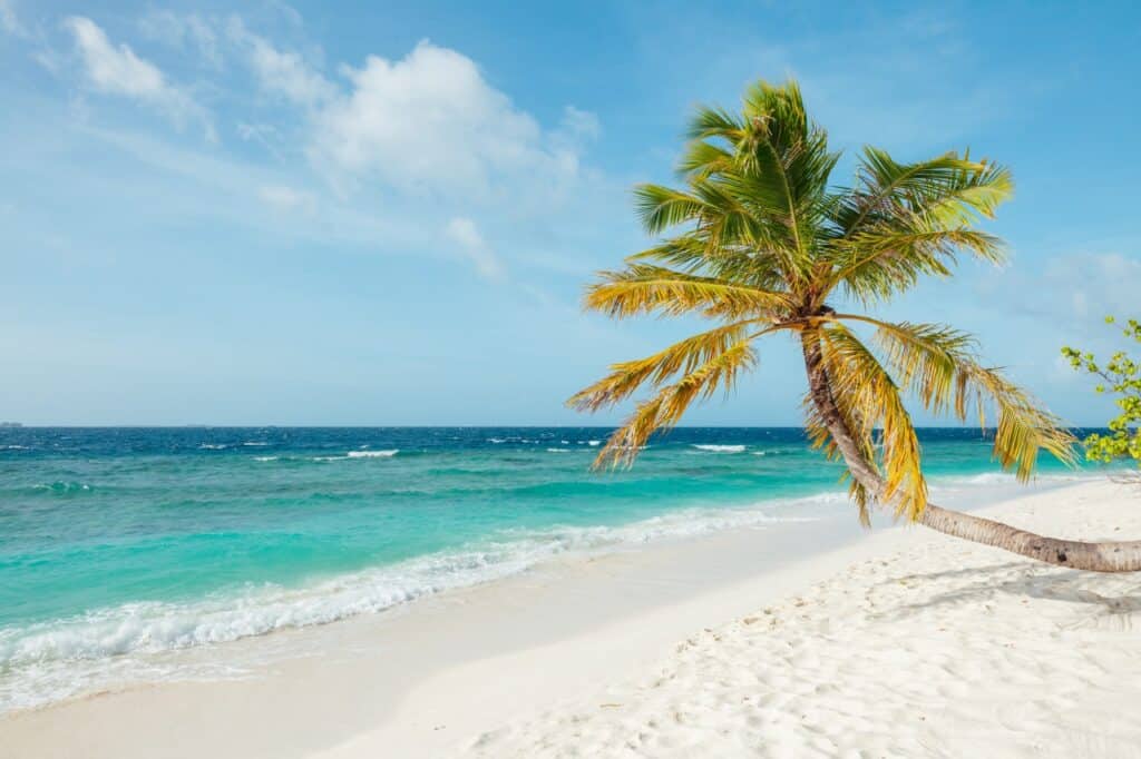 Una sola palmera se inclina sobre una playa de arena blanca con olas turquesas que se mueven suavemente bajo un cielo azul claro con nubes dispersas.