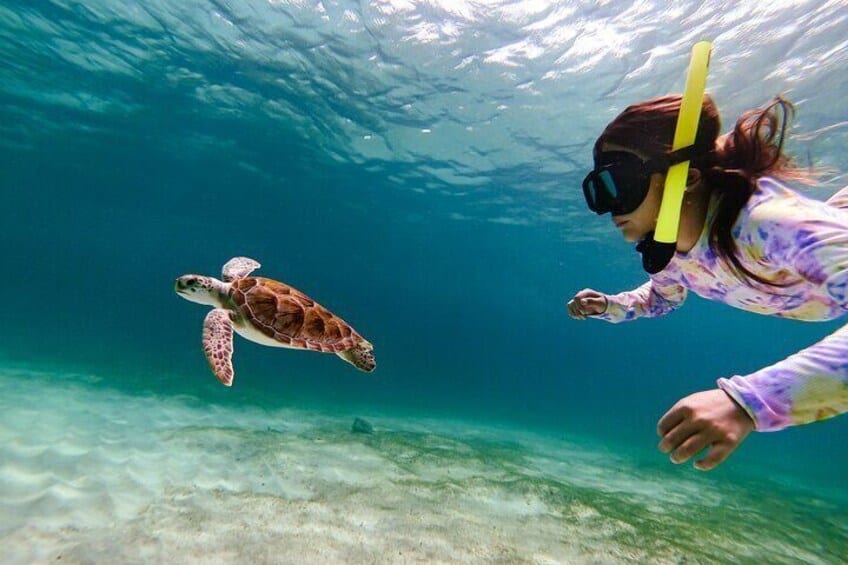 Aventura de snorkel con tortugas en Tres Trapi (Aruba)