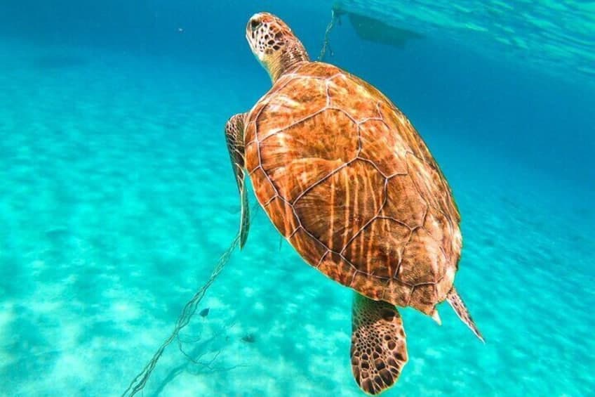 Nadar con tortugas en la sala azul (Curazao)