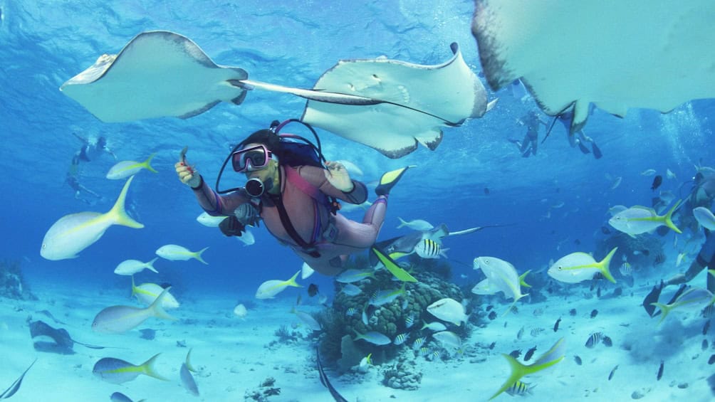 Duiktoer in de Cariben (Aruba)