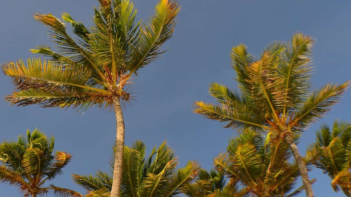 Klimaat Aruba
