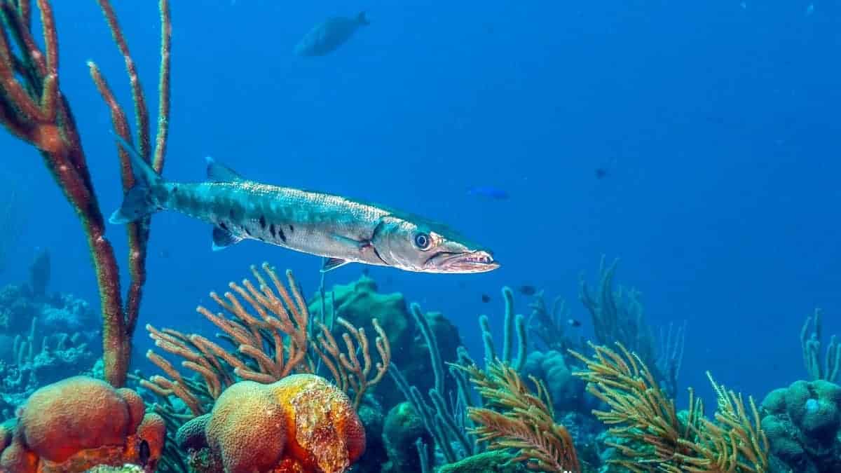 Vissen Bonaire