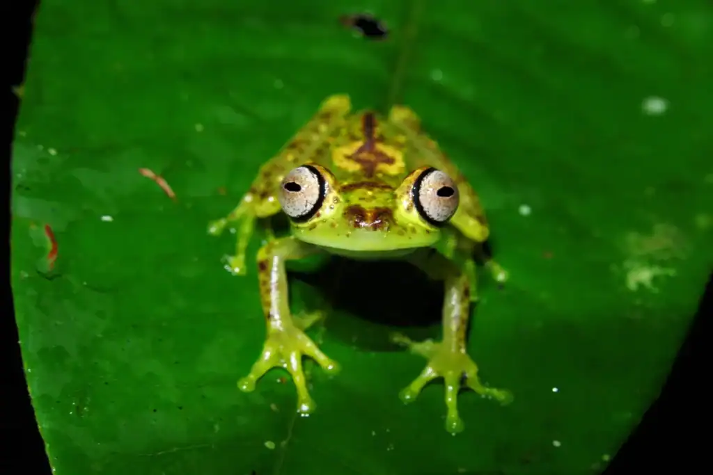 Een felgroene kikker met grote ogen en bruine markeringen zit op een glanzend blad, met zijn gezicht naar de camera gericht tijdens de 10-daagse Herping Wildlife Expeditie (Suriname), zijn tenen gespreid en uitgelicht tegen een donkere achtergrond.
