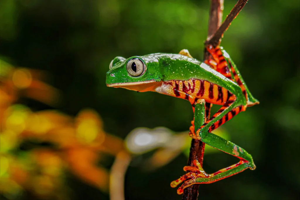 Een levendige groene kikker klampt zich vast aan een tak, zijn opvallende kleuren tegen een onscherpe achtergrond - slechts een van de vele wonderen die je kunt zien op de 14-daagse Herping Immersie Expeditie (Suriname).