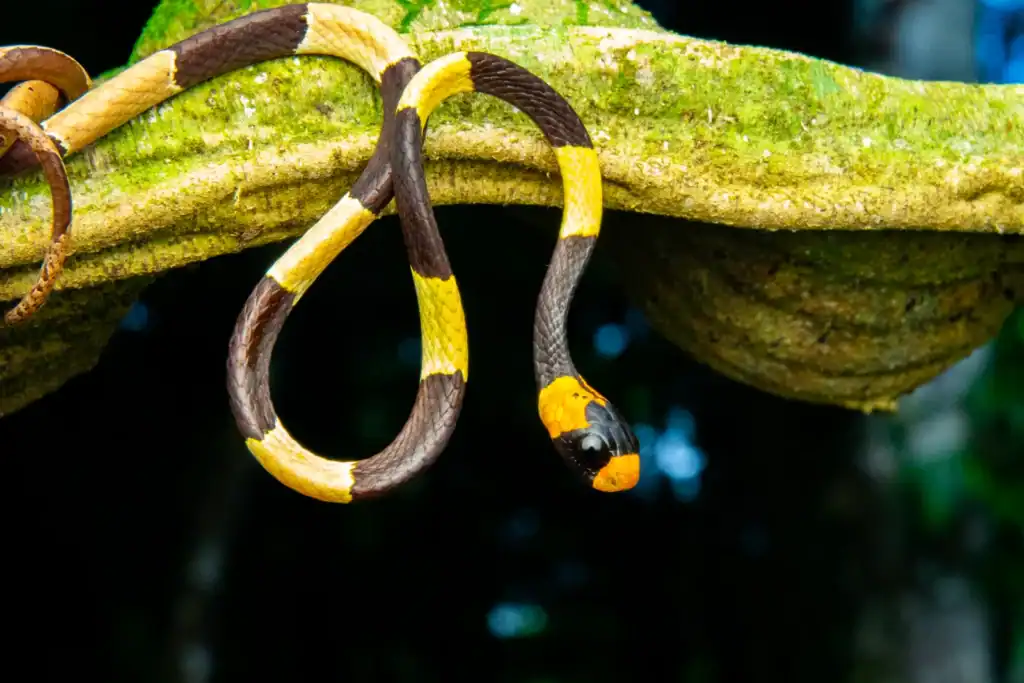 Spot tijdens de 8-daagse Herping Natuurexpeditie (Suriname) een opvallende gele, zwarte en bruine bandslang met een oranje-zwarte kop opgerold op een bemoste tak tegen een donkere, onscherpe achtergrond die zijn schoonheid benadrukt.