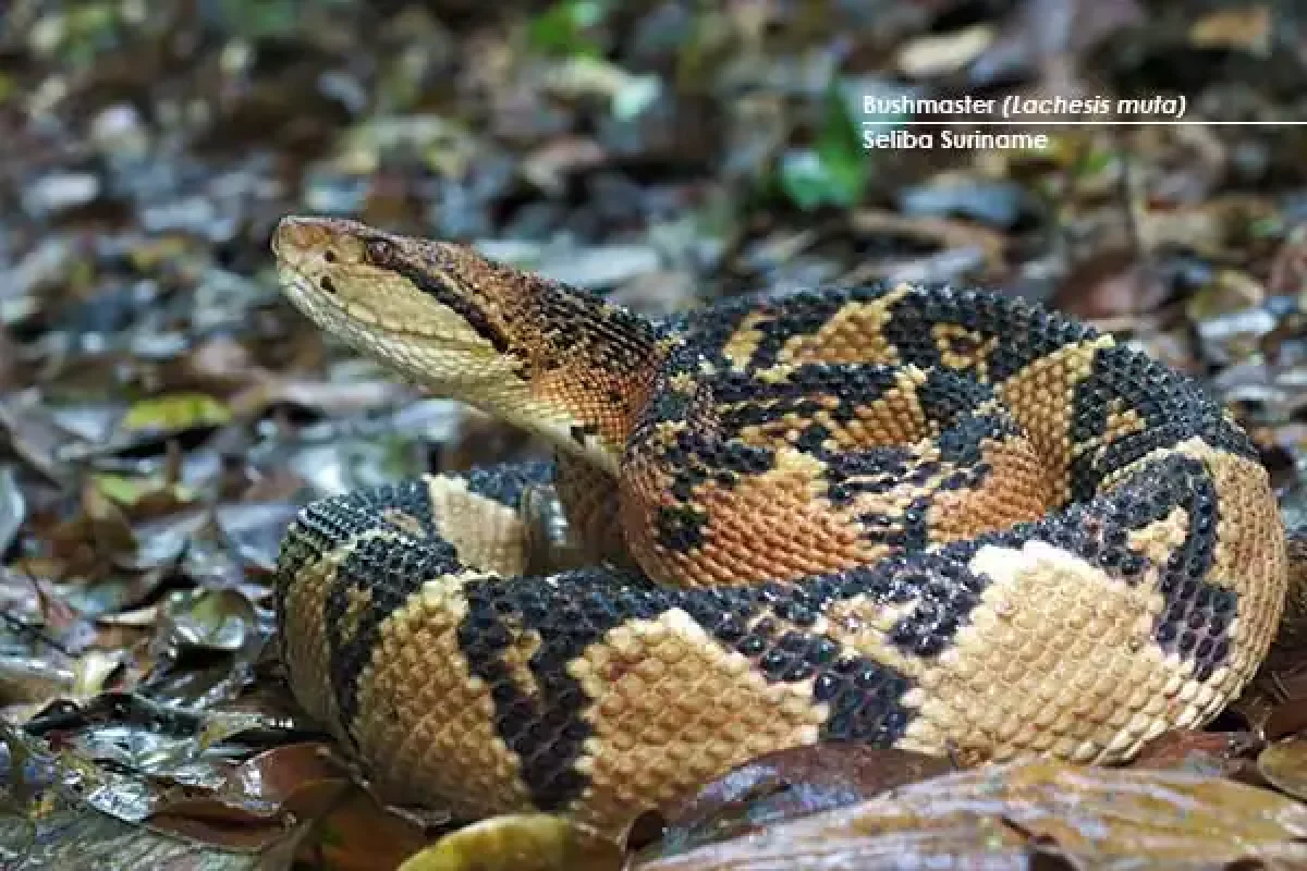 10-Day Herping Wildlife Expedition (Suriname) 3