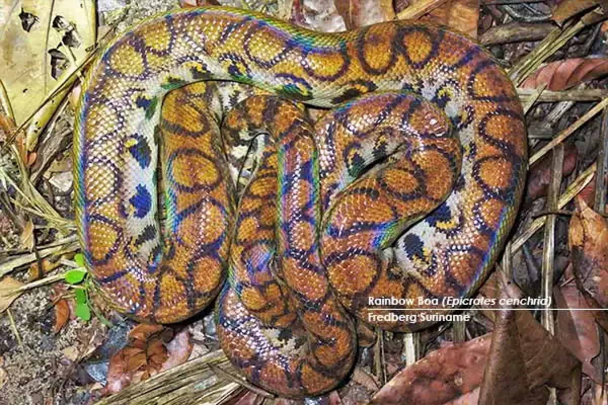10-day Herping Wildlife Expedition (Suriname) 5