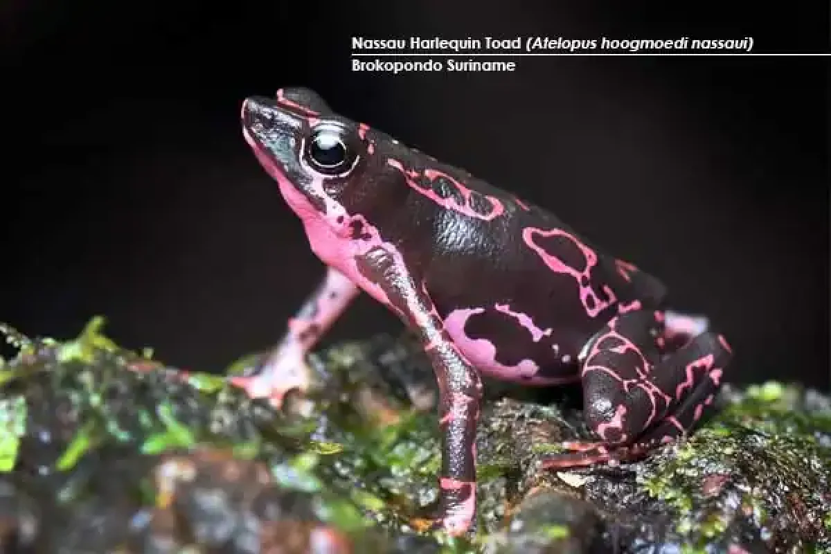14-day Herping Immersion Expedition (Suriname) 5