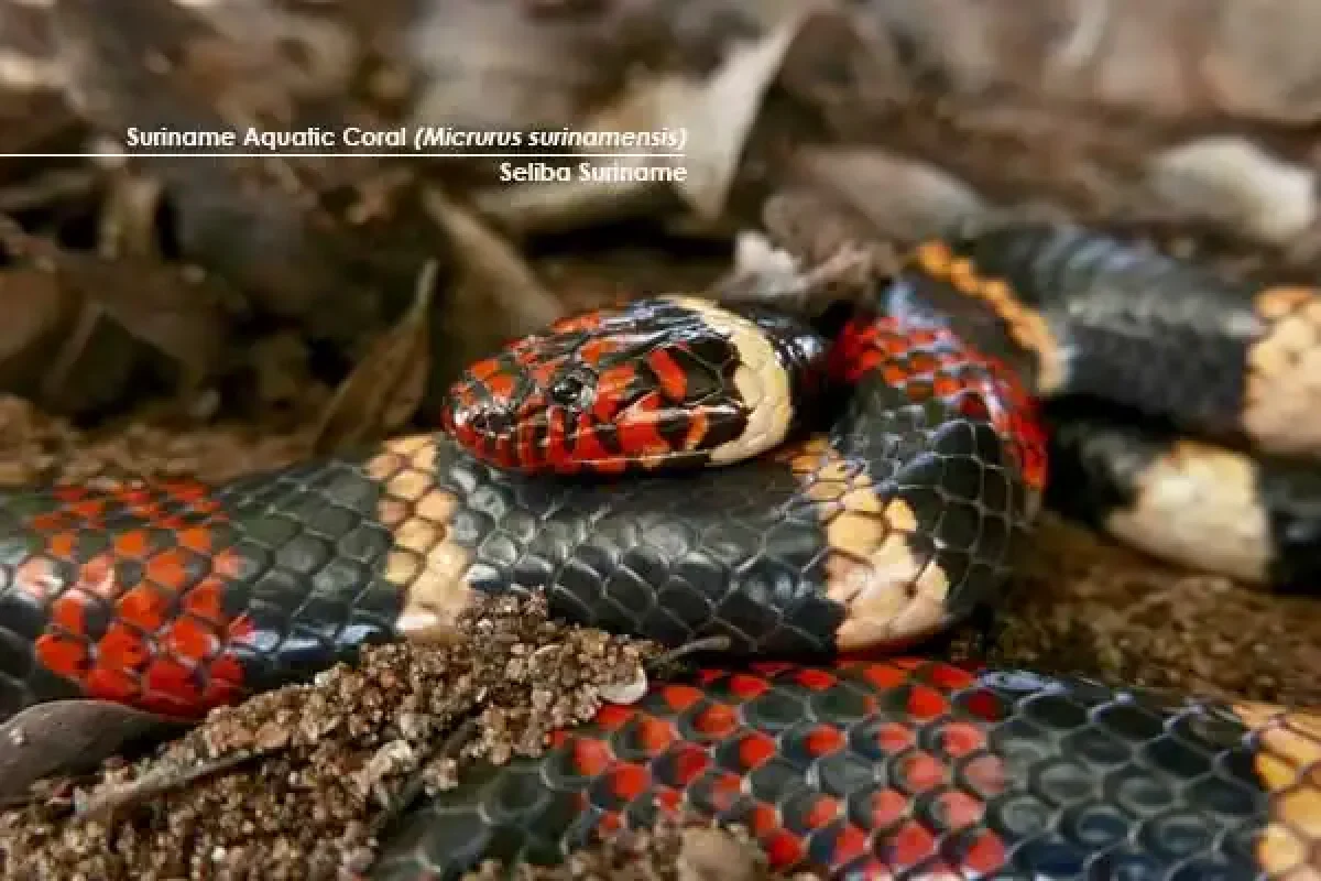 14-Day Herping Immersion Expedition (Suriname) 6