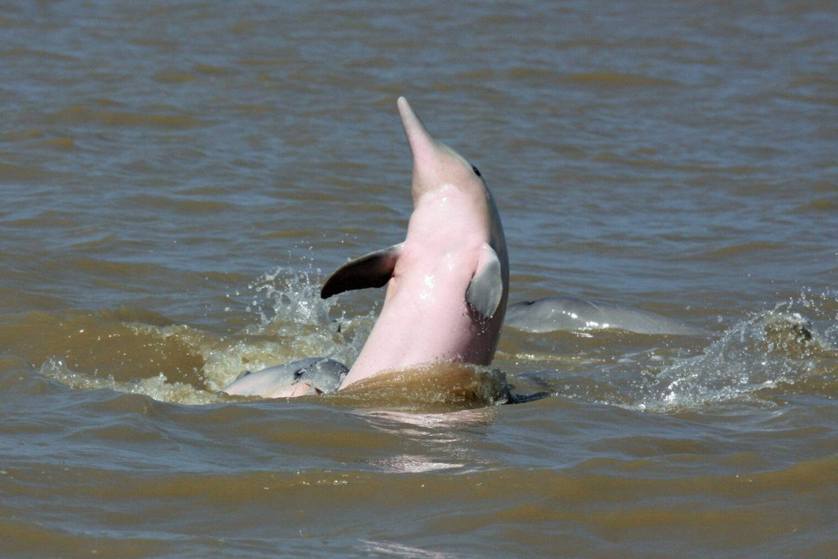 Durante el avistamiento de delfines (Surinam), un delfín rosa del río Amazonas emerge del agua turbia y salpica.