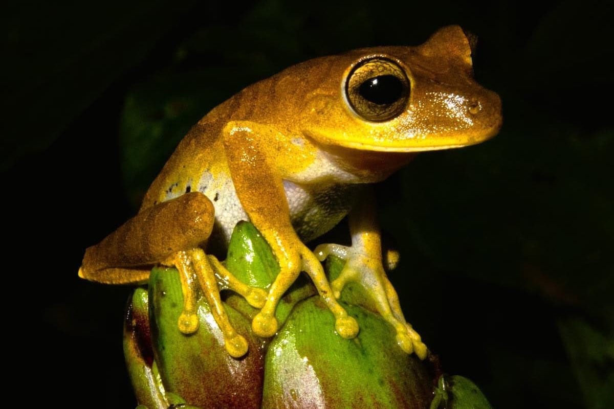 A golden-brown tree frog with large dark eyes sits on green plant buds in the Peperpot Nature Park Evening Walk, Suriname, against a dark background.