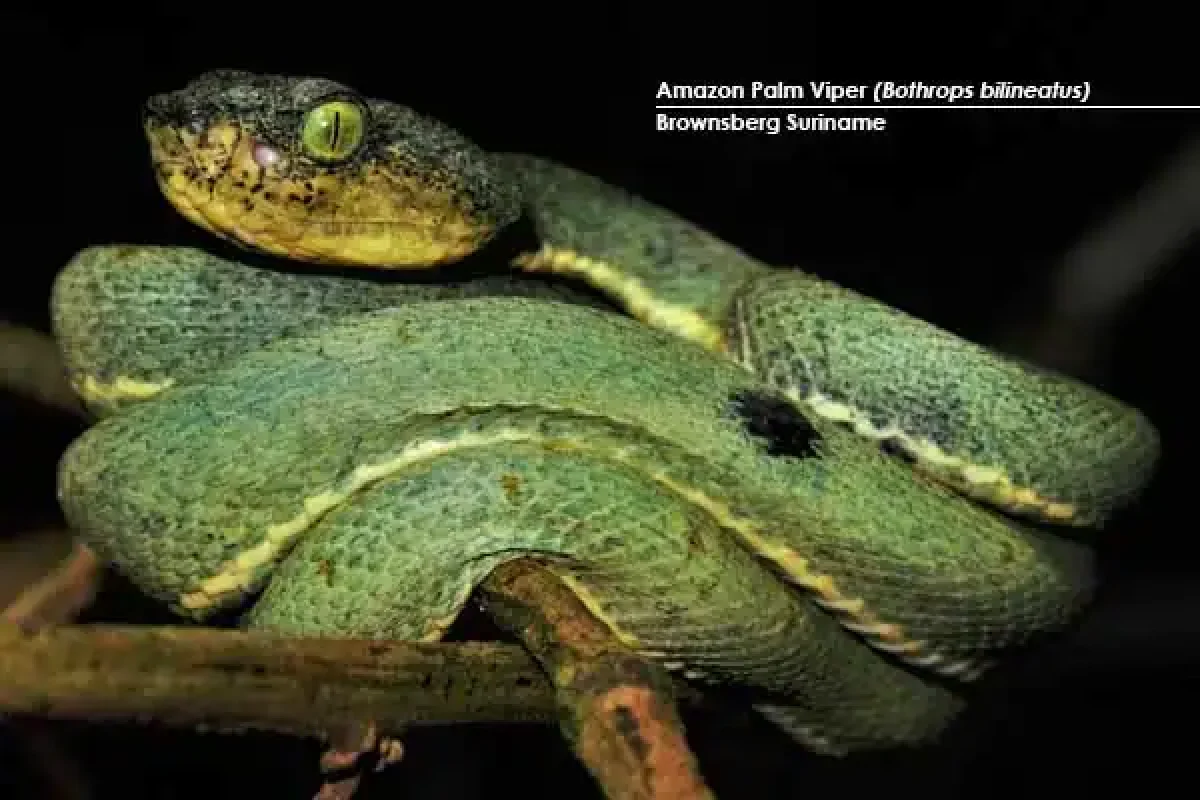 8-daagse Herping Natuurexpeditie (Suriname) 4