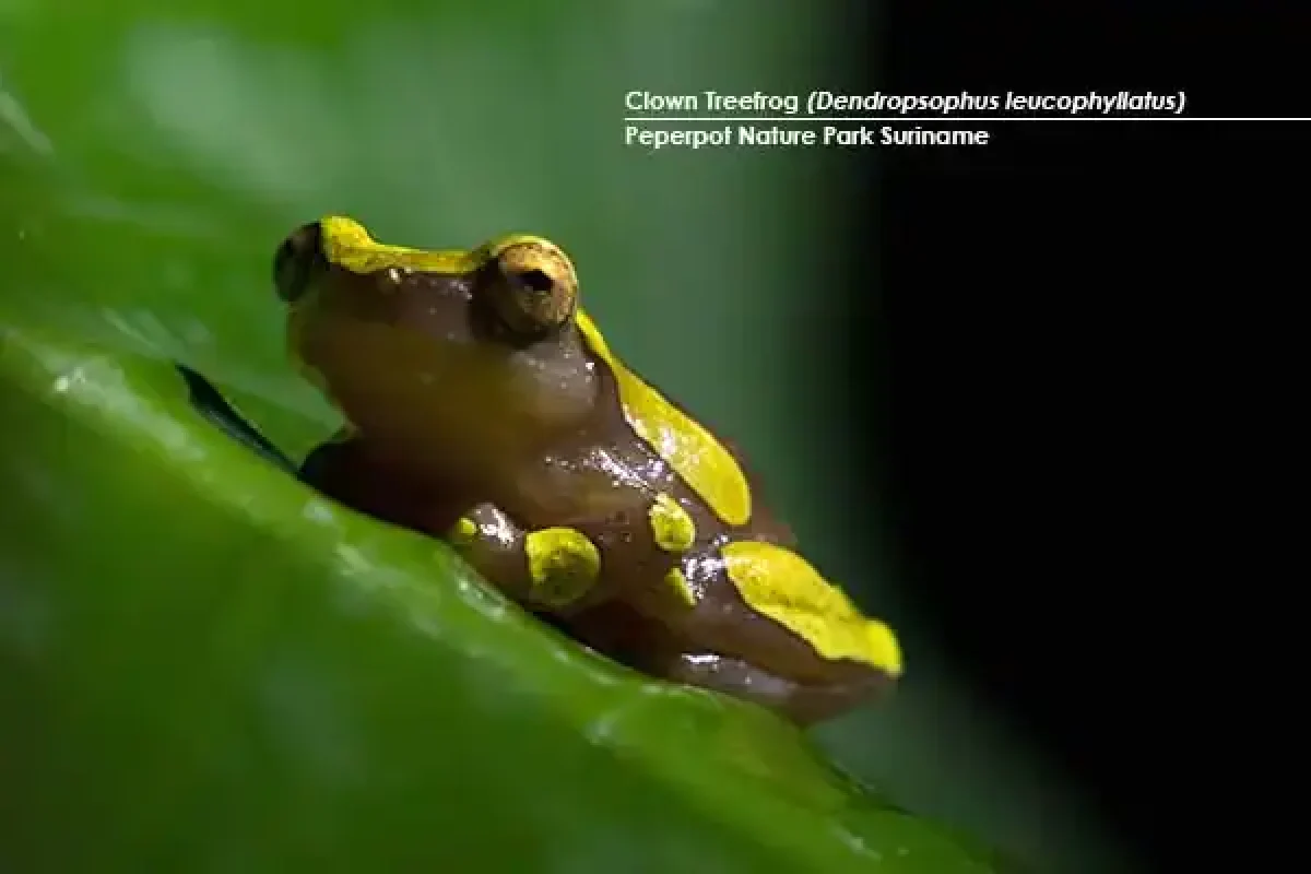 8-daagse Herping Natuurexpeditie (Suriname) 5