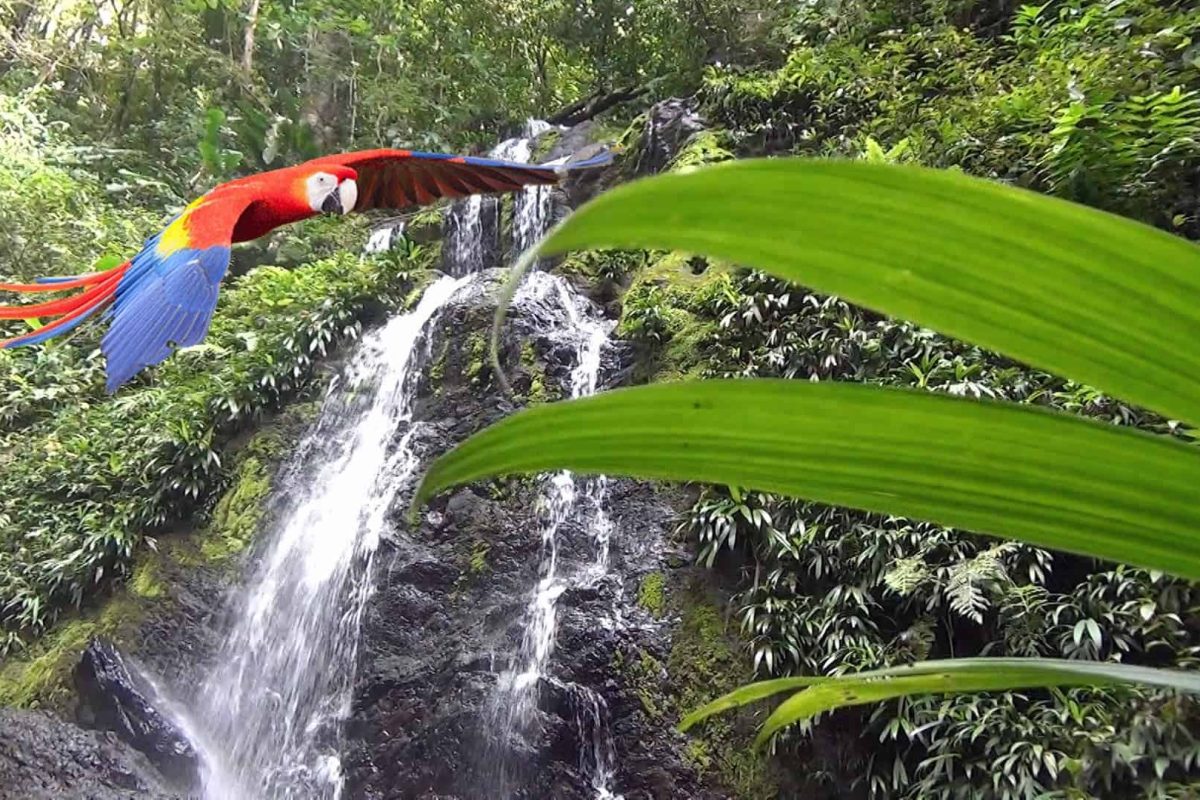 Disfruta de la vibrante belleza de la excursión de un día al Parque Natural Brownsberg en Surinam, donde coloridos loros surcan cascadas y bosques verdes y frondosos con grandes hojas forman un impresionante fondo natural.