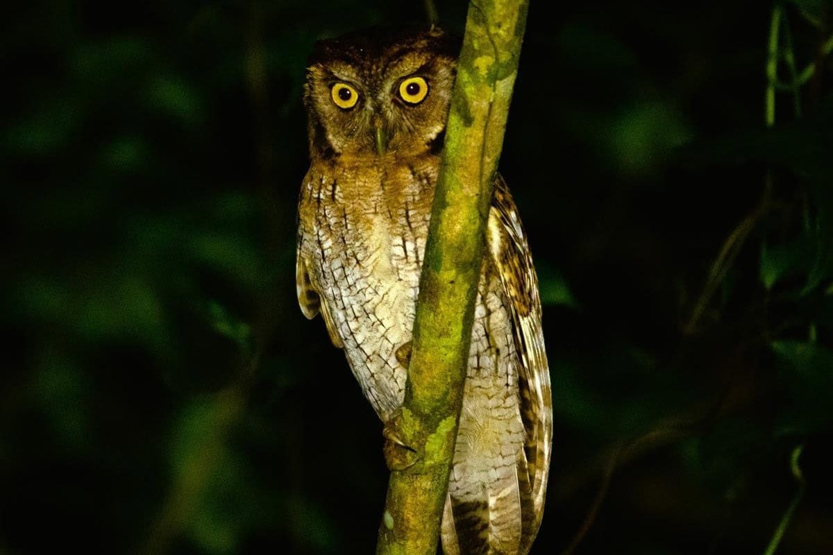 During the Peperpot Nature Park Evening Walk (Suriname), a brown owl with bright yellow eyes sits at night on a tree branch, partially hidden, against a dark, blurred forest background.