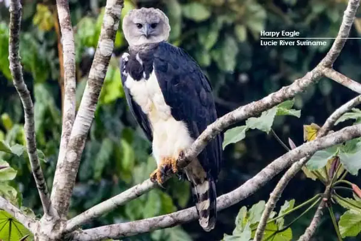 Lucie River Kayak Expedition (Suriname) 3