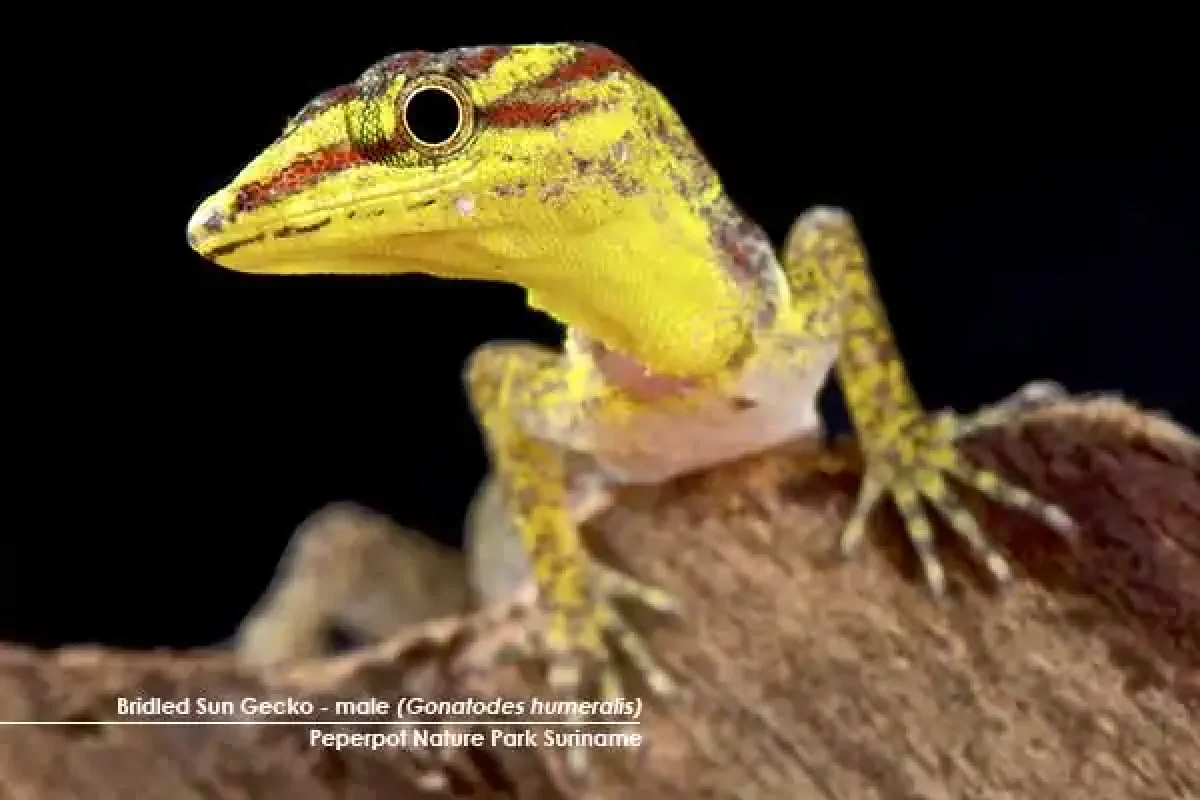 Macro Photography Adventure (Suriname) 2