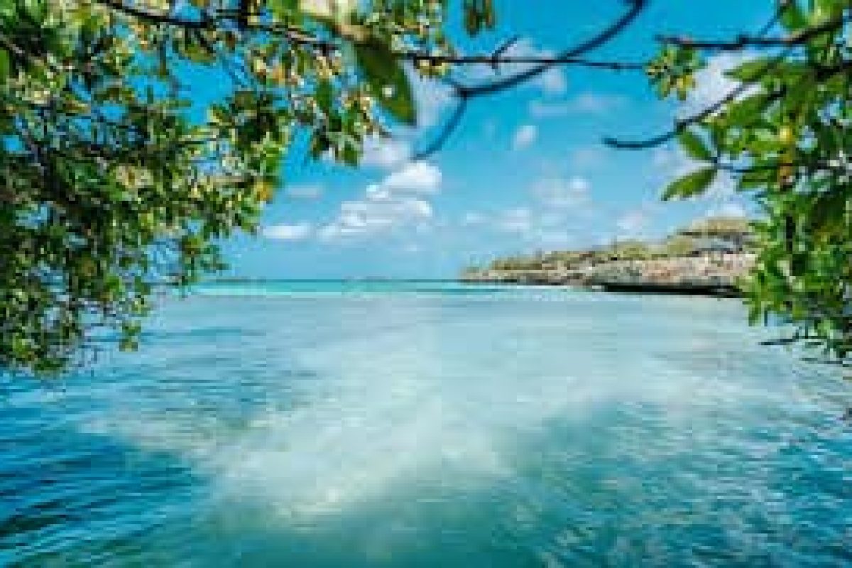 During the Mangel Halto & Baby Beach Off-Road Safari in Aruba, admire the clear turquoise waters under a clear blue cloudy sky, surrounded by lush greenery and with a rocky coast in the distance.