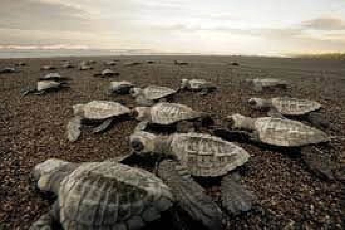During the Turtle Tour in the evening (Suriname), baby sea turtles crawl over the sand towards the ocean at sunset, while clouds can be seen in the distance.