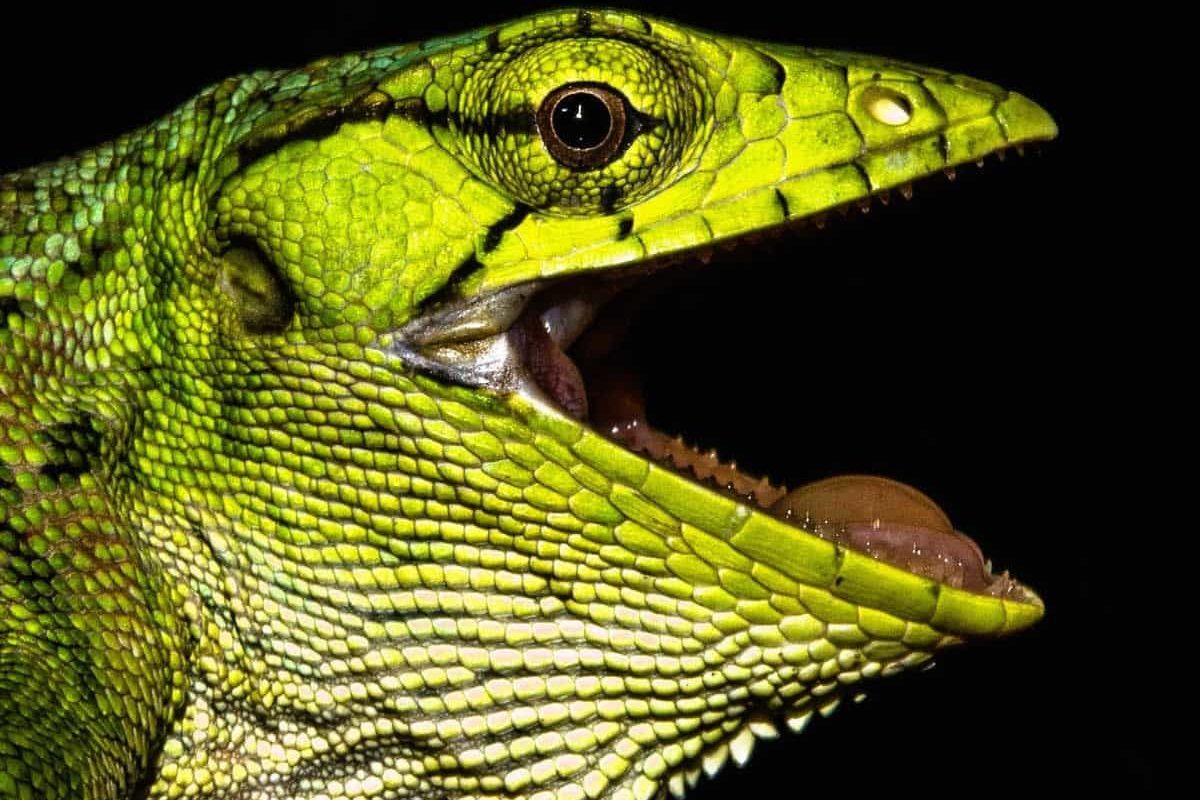 Close-up of a bright green lizard with its mouth open, showing teeth and textured scales, photographed during the Peperpot Nature Park Evening Walk (Suriname) against a black background.