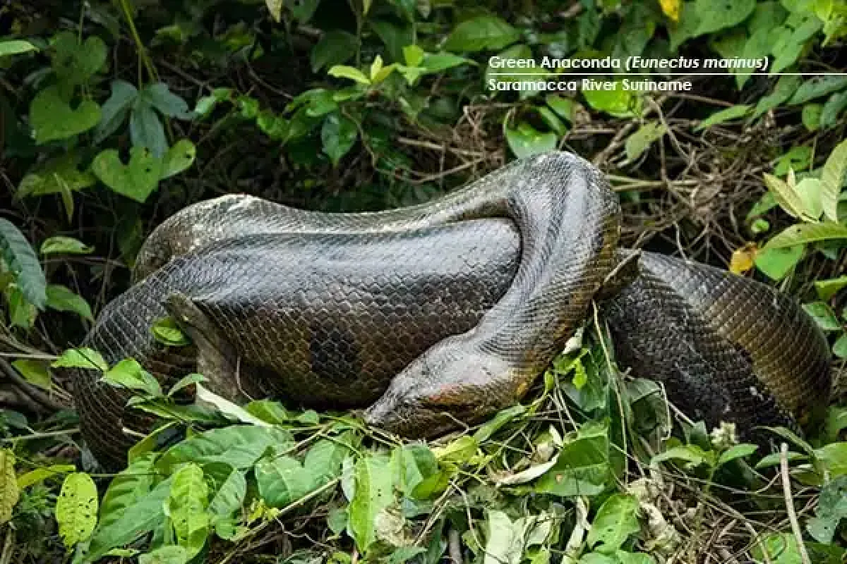 Expedite en kayak del río Saramacca (Surinam) 6