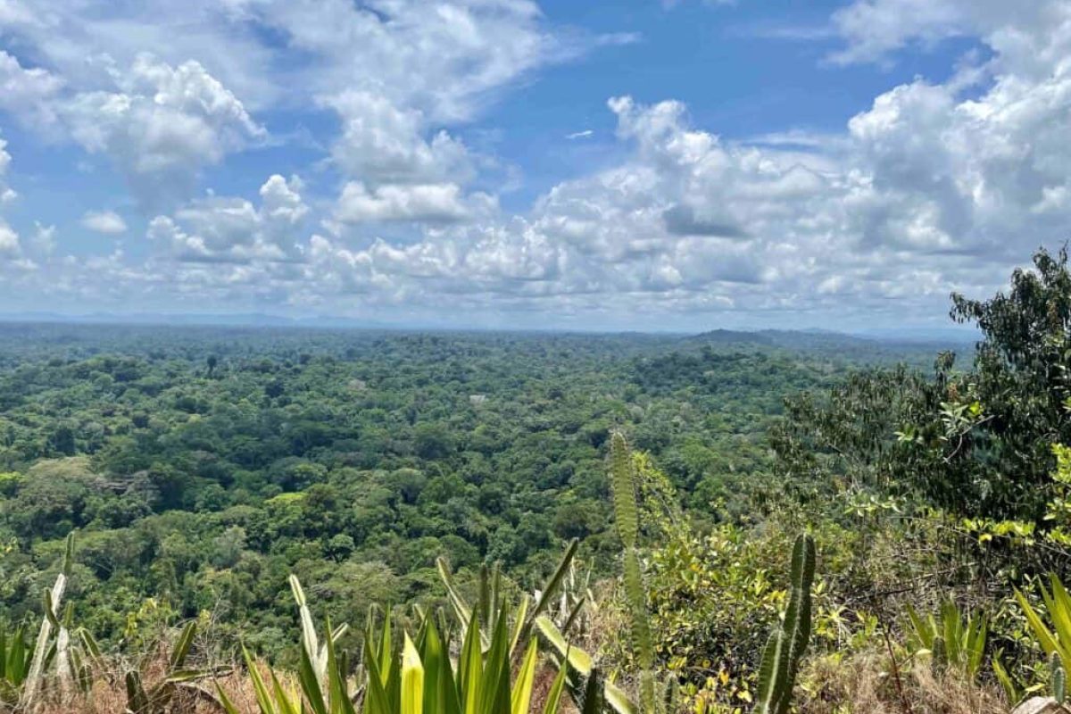 Vive la expedición Gran Río Sintiadam de 6 días en Surinam, donde una exuberante selva tropical se extiende hasta el horizonte bajo un cielo azul, con plantas y arbustos espinosos visibles en primer plano.