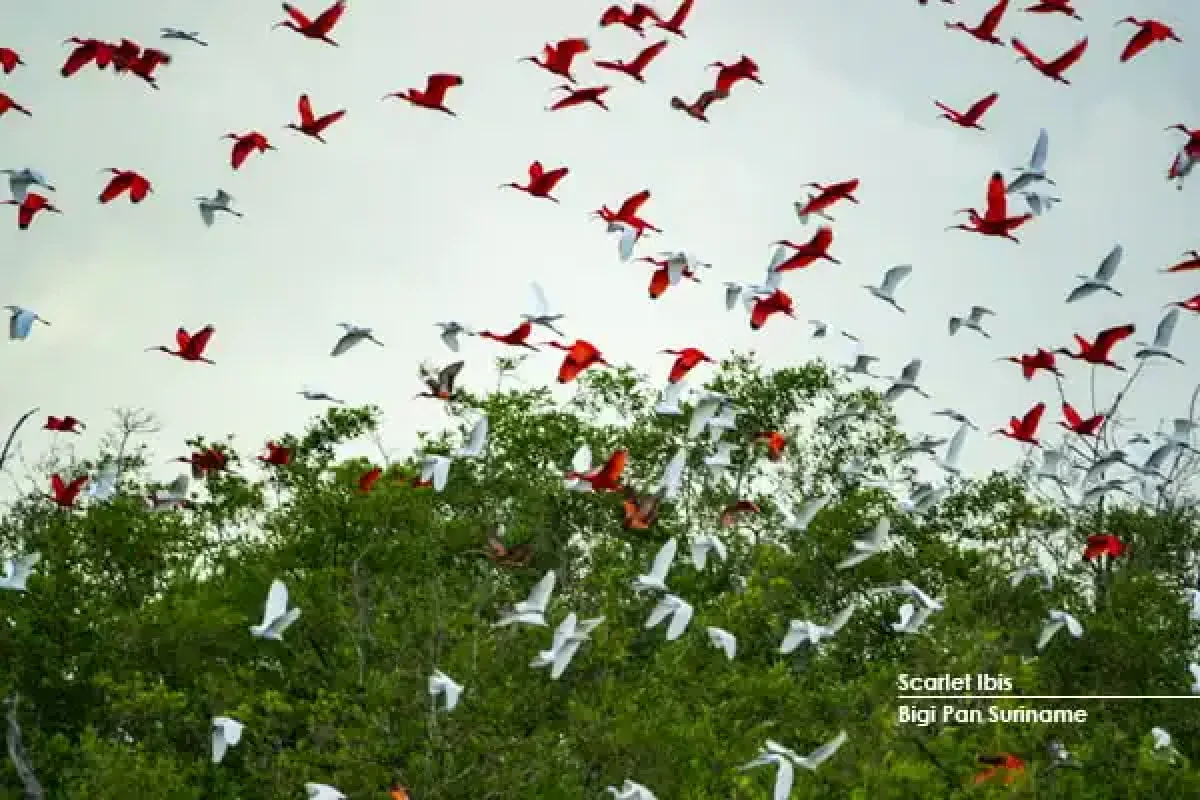 Suriname-Bigipan-Scarlet-Ibis