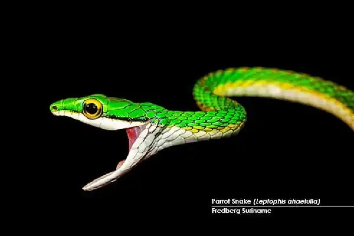 Surinam-Fredberg-Loro-Serpiente-Leptophis-ahaetulla