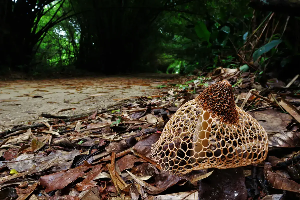 Suriname-Peperpot-hiking-kayaking