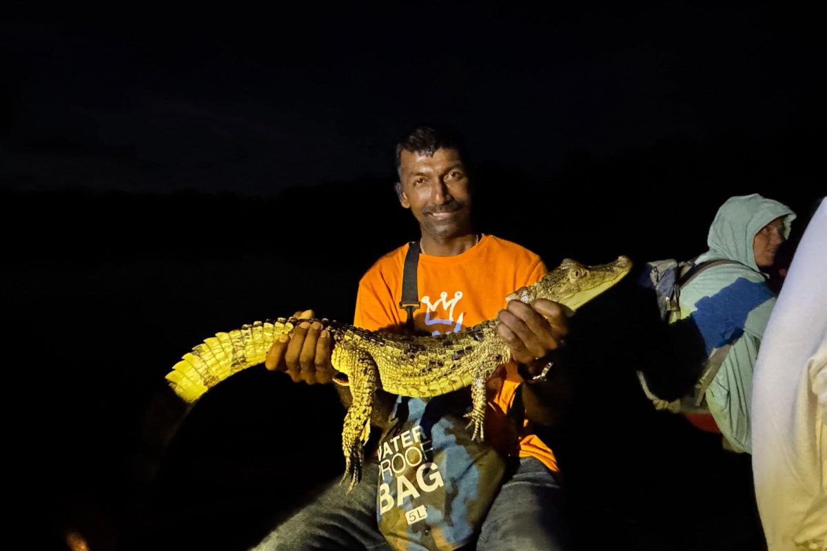 Swamp-Tour-Surinam-caimán