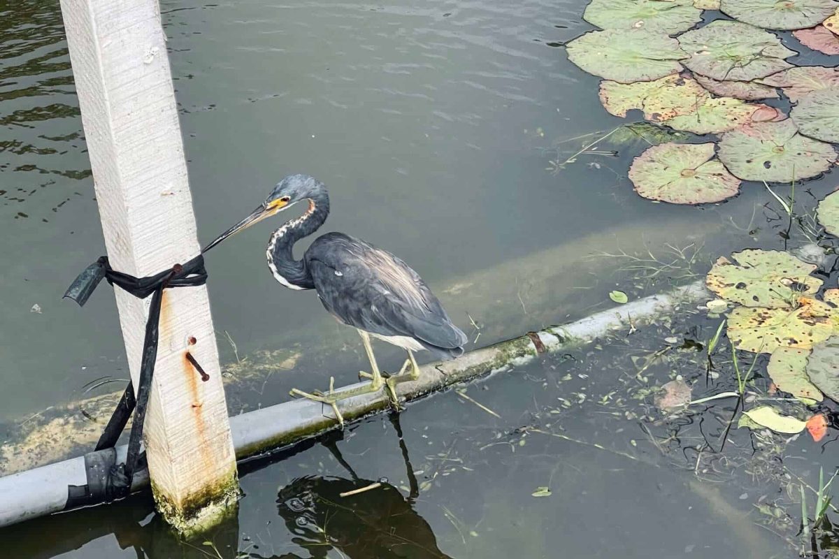 Aves turísticas