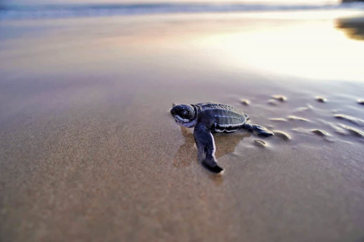 Turtle Tour Braamspunt