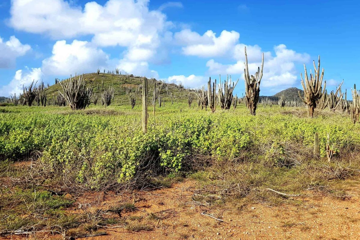 Washington-Slagbaai national park tour Bonaire 5