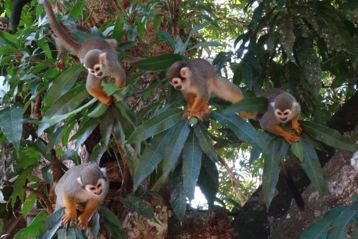 Vijf kleine apen met grijze lichamen, witte gezichten en oranje ledematen zitten op bladertakken in de zonovergoten bossen die bezocht worden tijdens de 4 Dagen Raleighvallen Voltzberg (Suriname) tour.