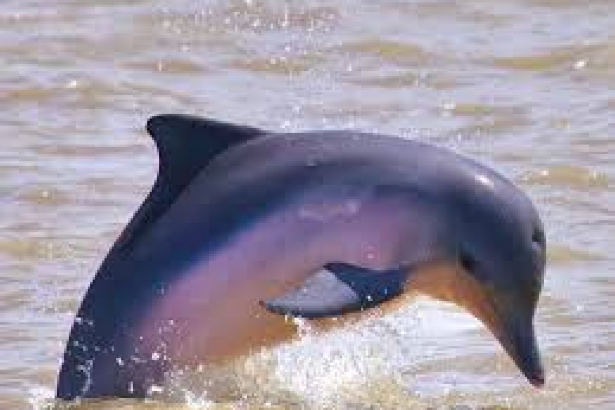 Un delfín salta fuera del agua y hace chapoteos al sol durante una excursión de avistamiento de delfines y caimanes (Surinam). Al fondo, el agua ondula suavemente.