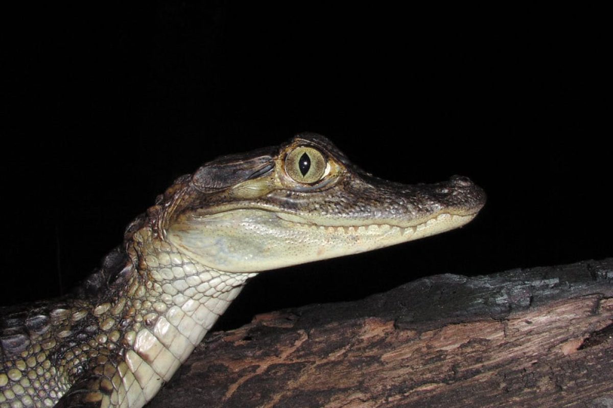 Un primer plano de un joven caimán descansando en una rama sobre un fondo negro, visto durante la gira "Dolphin and Caiman Spotting (Surinam)".