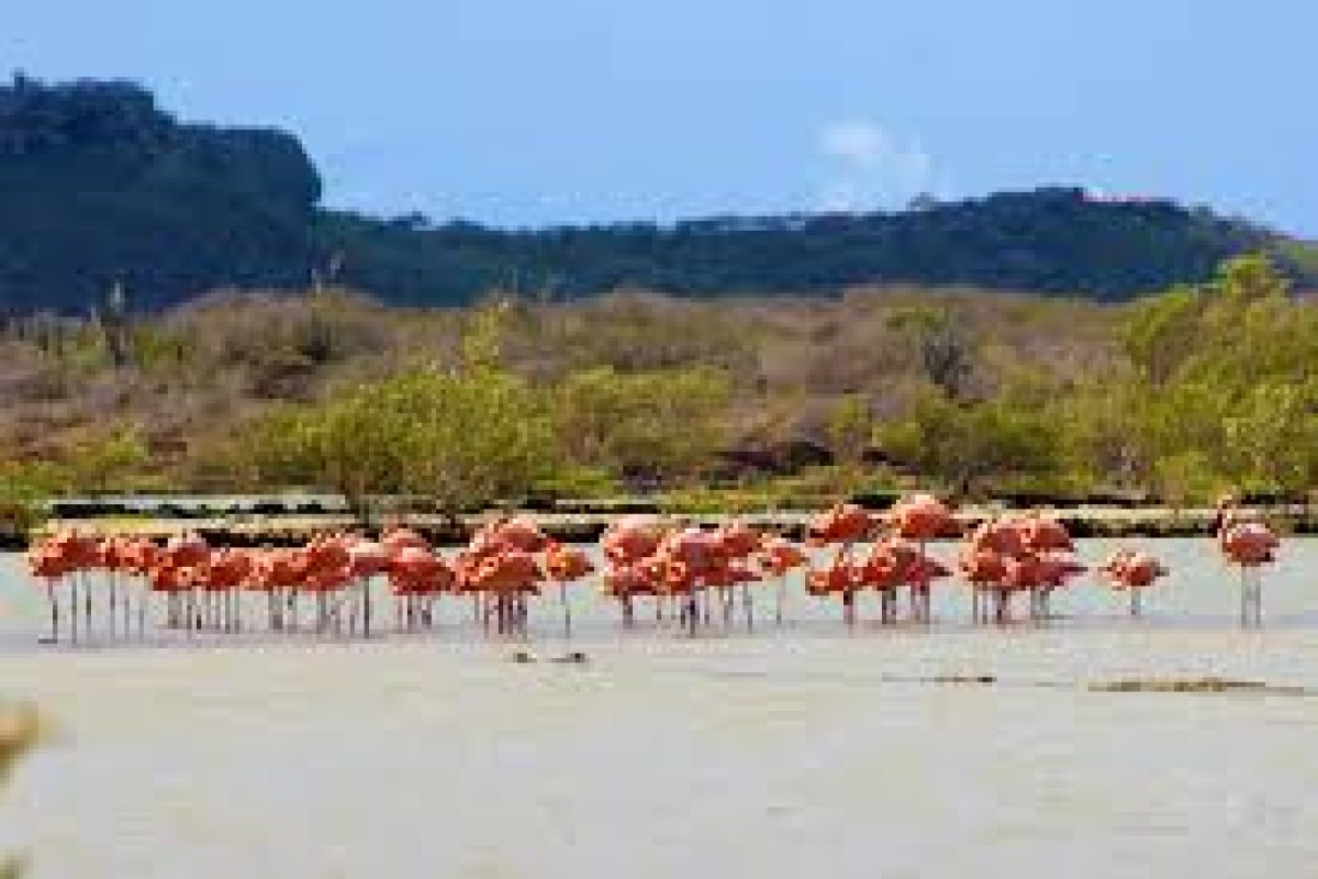 Bekijk tijdens het Snorkelen en strandavontuur (Curaçao) roze flamingo's in ondiep water, omringd door weelderig groen, met schilderachtige heuvels en een blauwe lucht op de achtergrond.