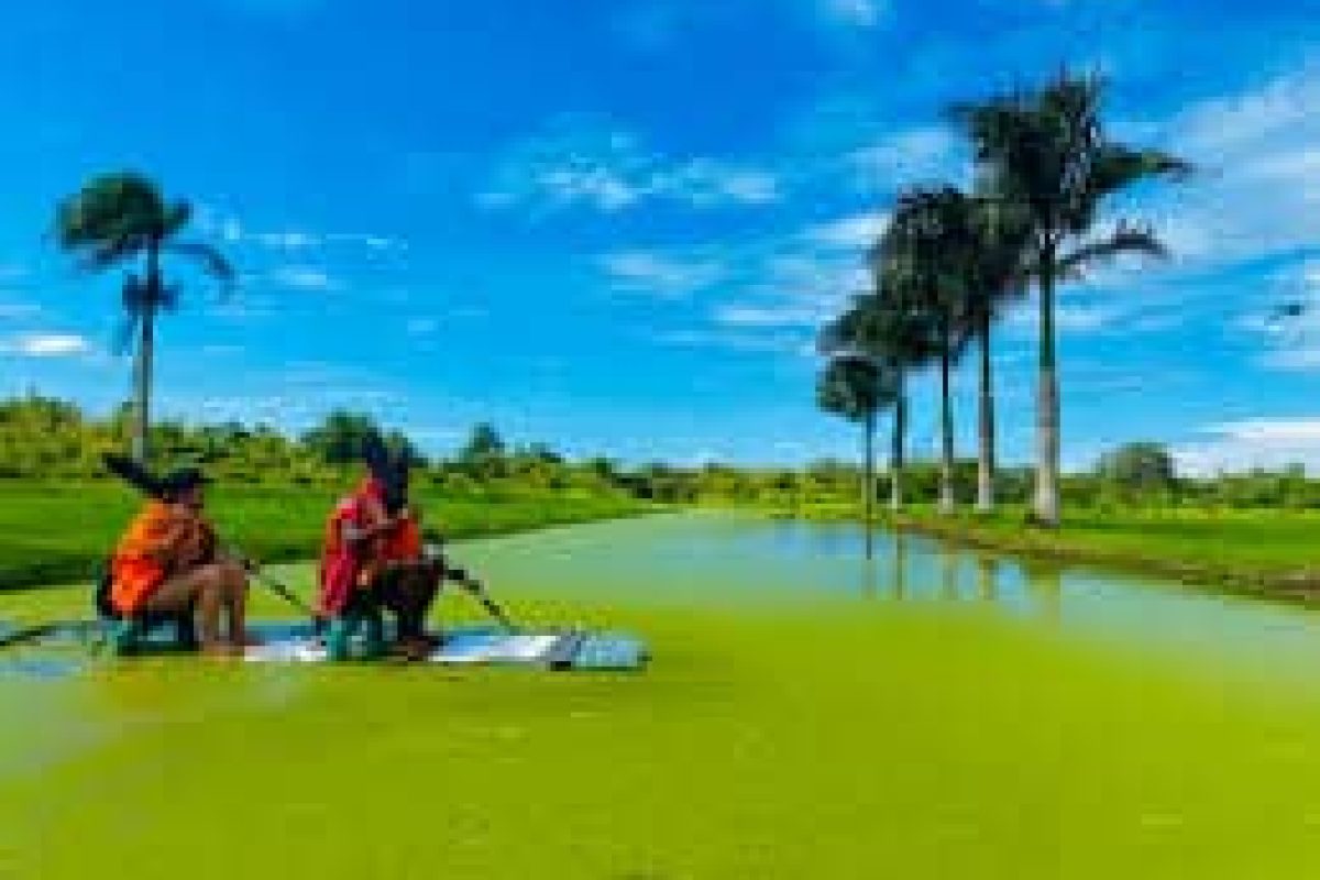 Twee mensen peddelen met een klein bootje door een met algen begroeide waterweg omzoomd door hoge palmen onder een heldere hemel tijdens de Dagtocht Frederiksdorp (Suriname).