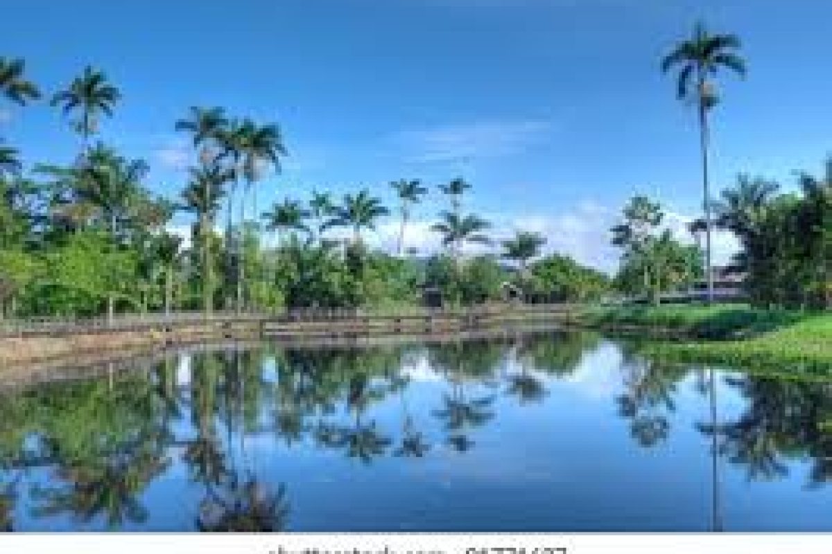 Vive la excursión de un día Plantation Bakkie Commewijne: Relájate junto a un estanque sereno con palmeras altas y un cielo azul, rodeado de vegetación exuberante y un puente de madera a lo lejos para una escapada panorámica.