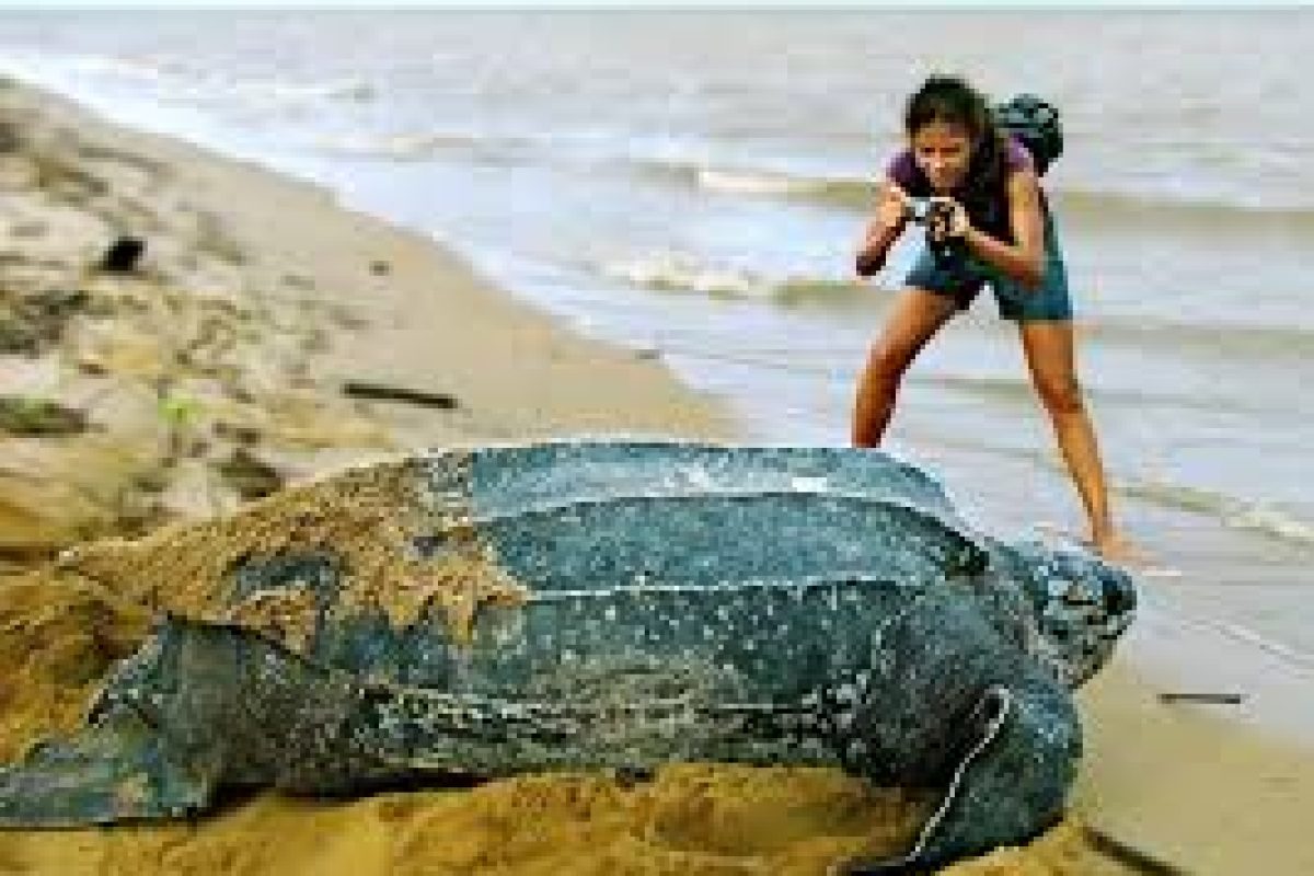 During the 3 Days Galibi Myrysji (Suriname) tour, someone photographs a large leatherback turtle that is partially buried in the sand along the beach.