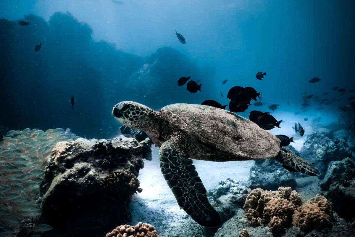 Een duiker verkent de helderblauwe wateren van de westkust van Bonaire met "1 tank duik inclusief uitrusting en tanks," zwemmend bij koraalriffen tussen de vissen terwijl het zonlicht van bovenaf wordt gefilterd.